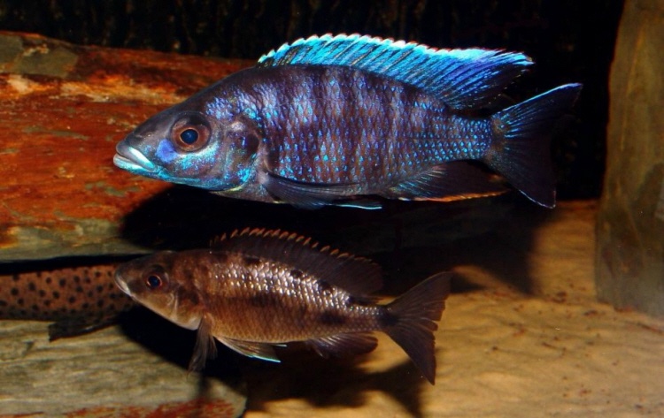 Otopharynx cf. lithobates 'Maleri Island'